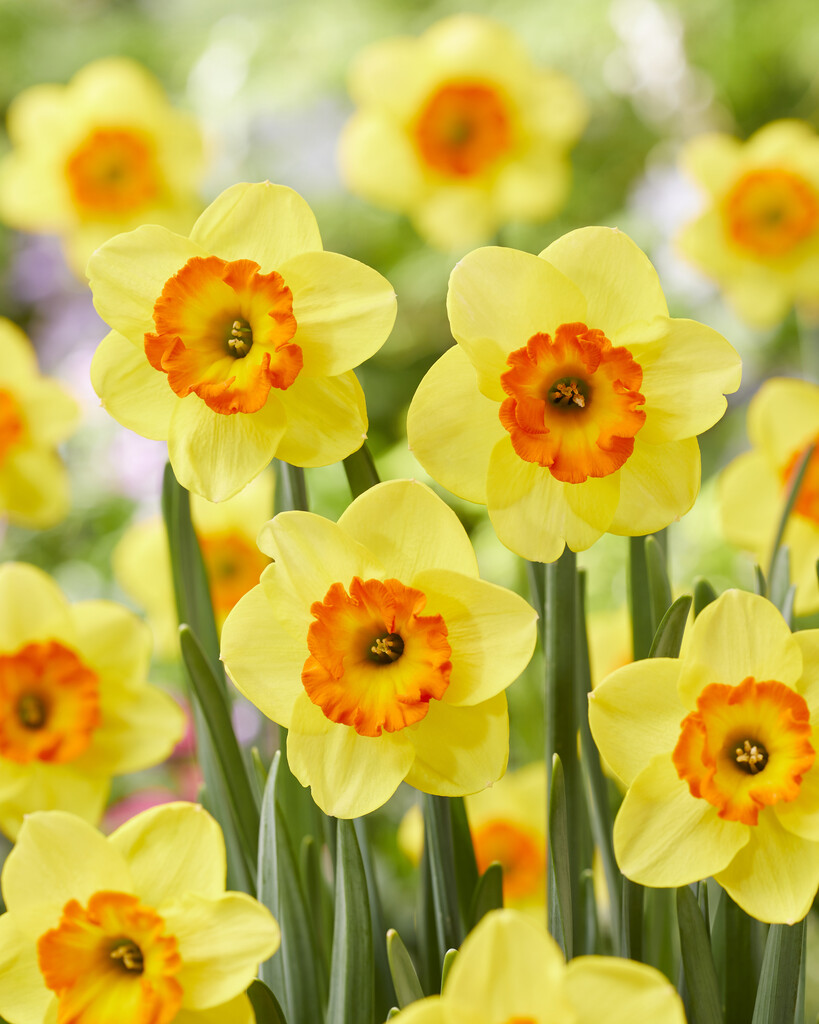 Narciss Bantam 14/16