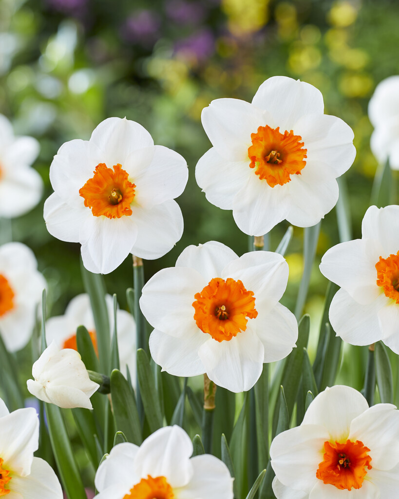 Narciss Barrett Browning 14/16