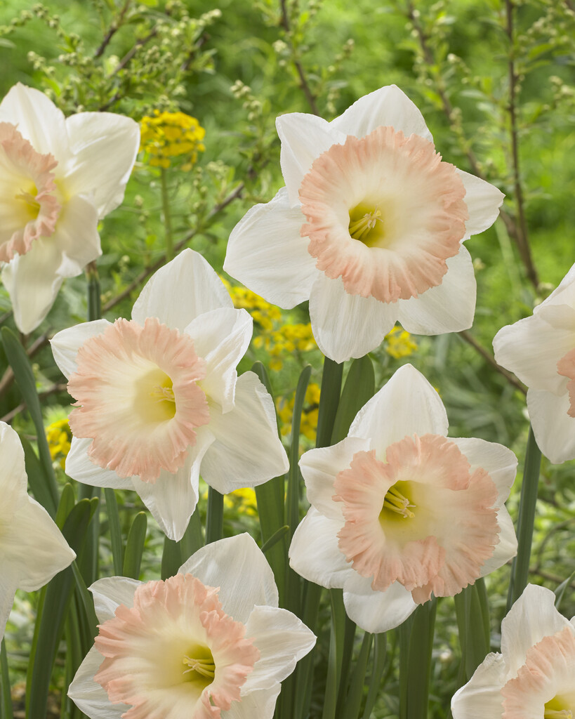 Narciss British Gamble 14/16