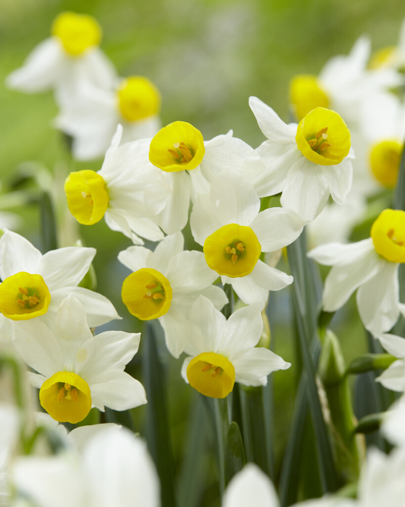 Narciss Canaliculatus 12/14