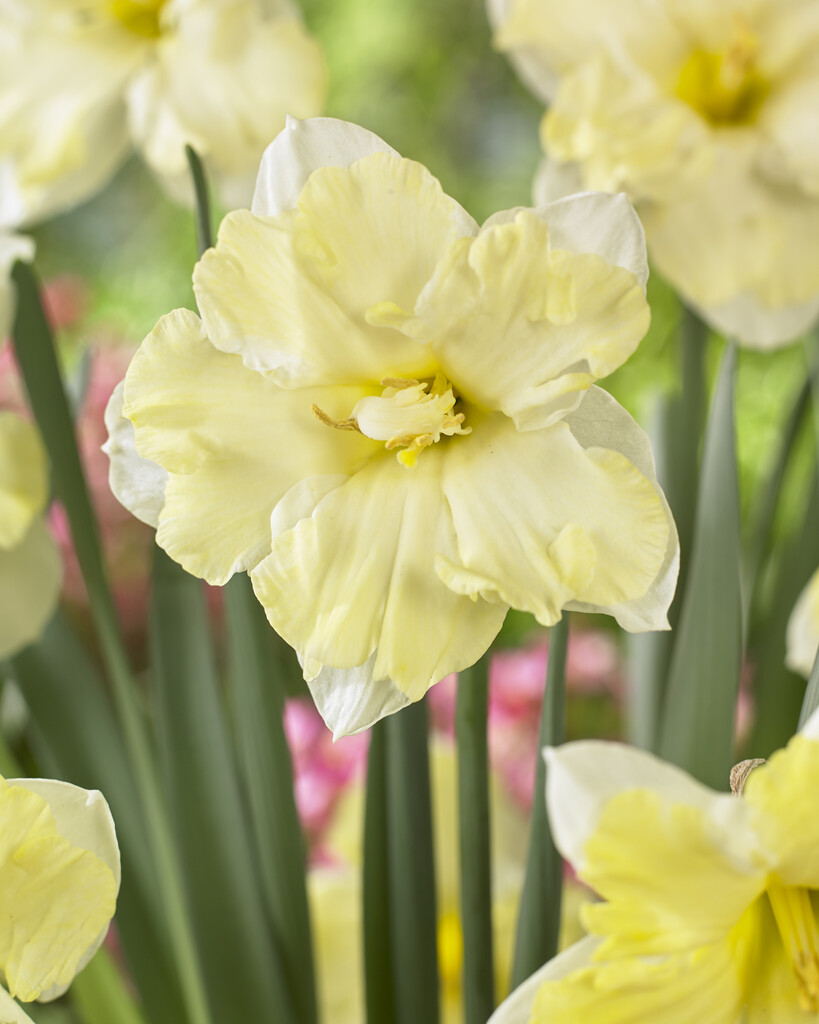 Narciss Cassata 14/16