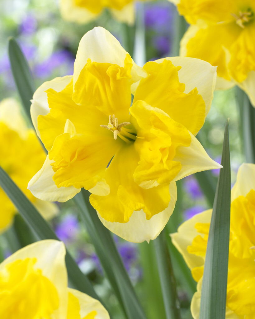 Narciss Chantarell 14/16