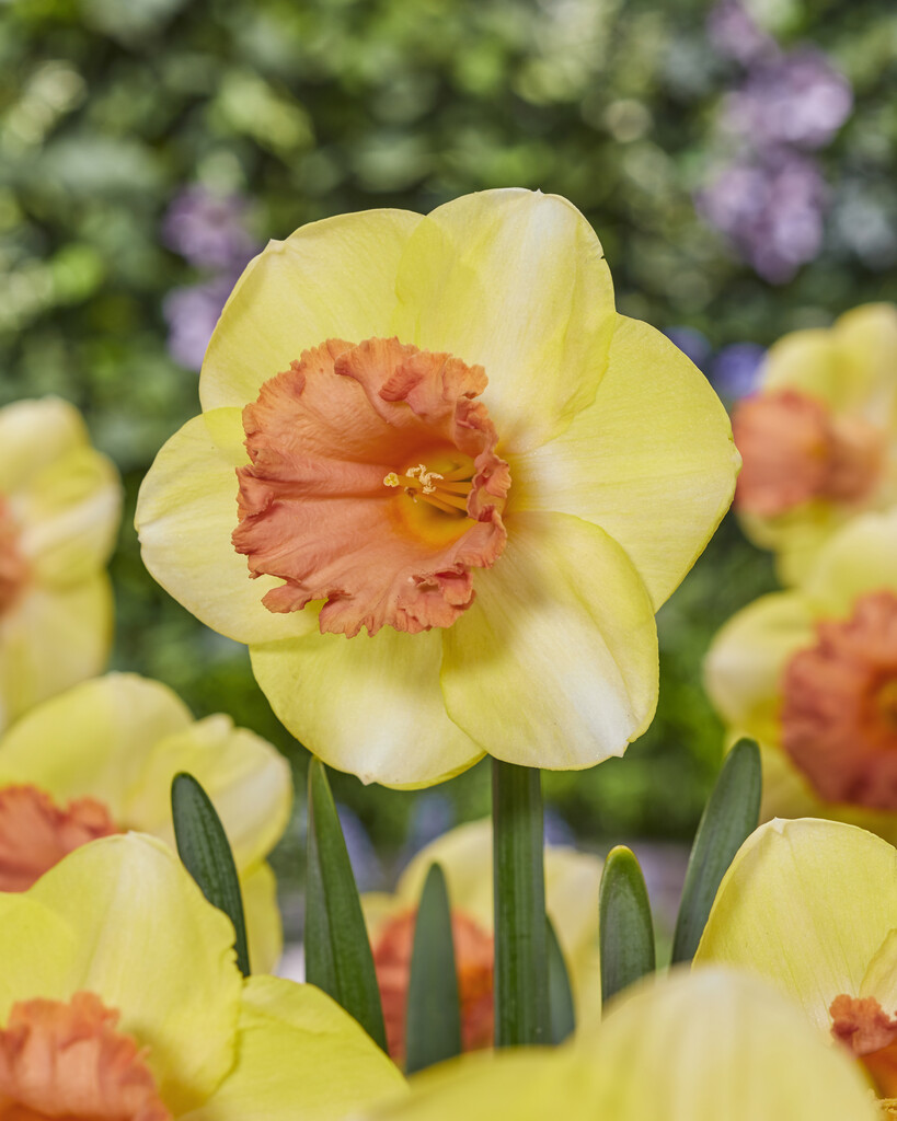 Narciss Color Run 14/16