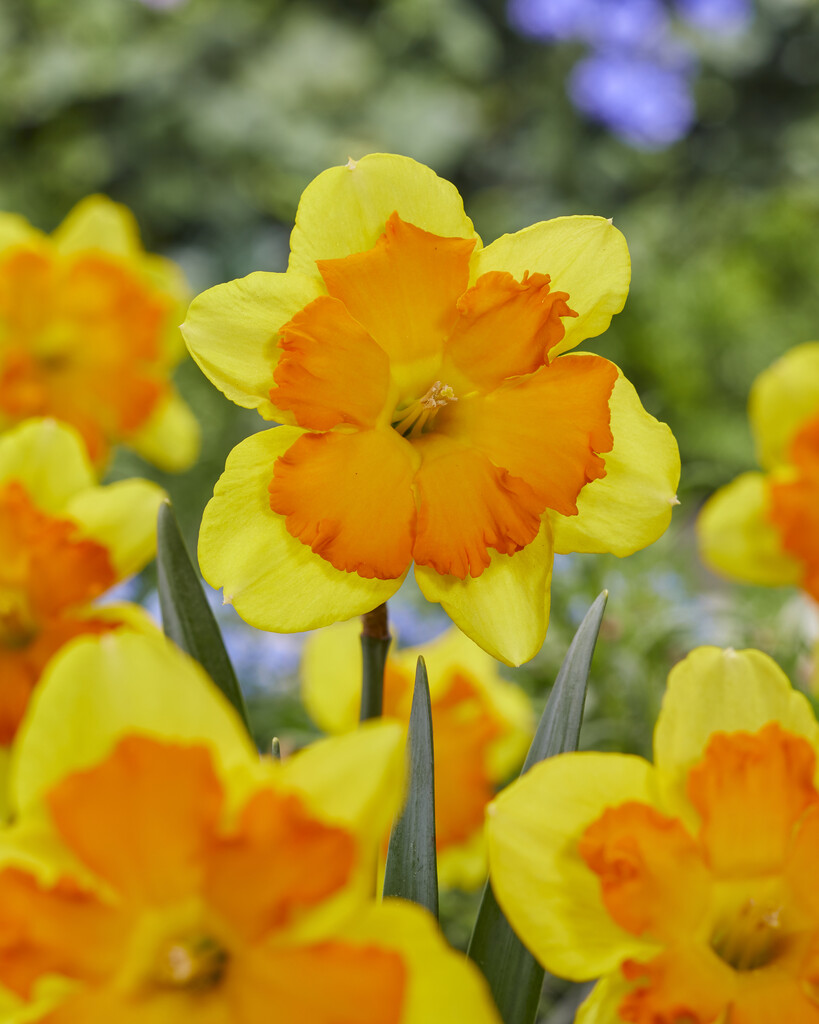 Narciss Congress 14/16