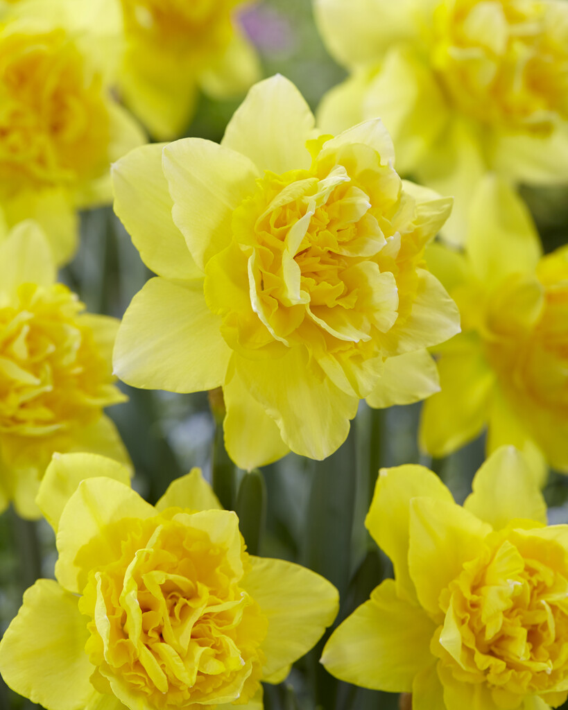 Narciss Dick Wilden 14/16