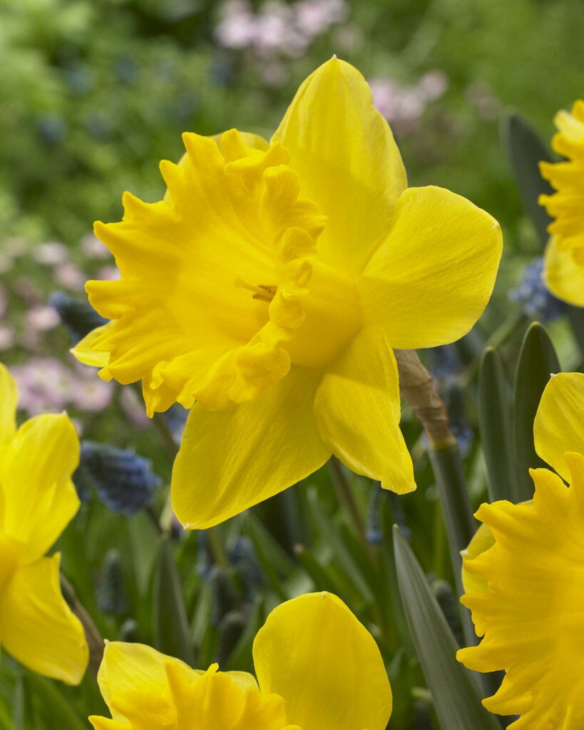 Narciss Dutch Master 14/16