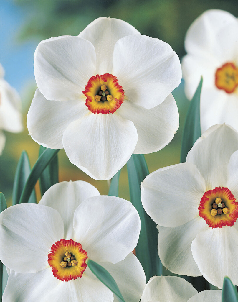 Narciss Edna Earl 14/16