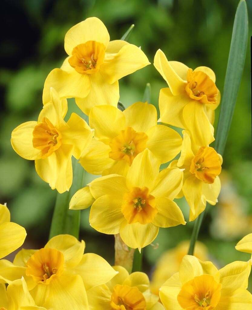 Narciss Falconet 14/16