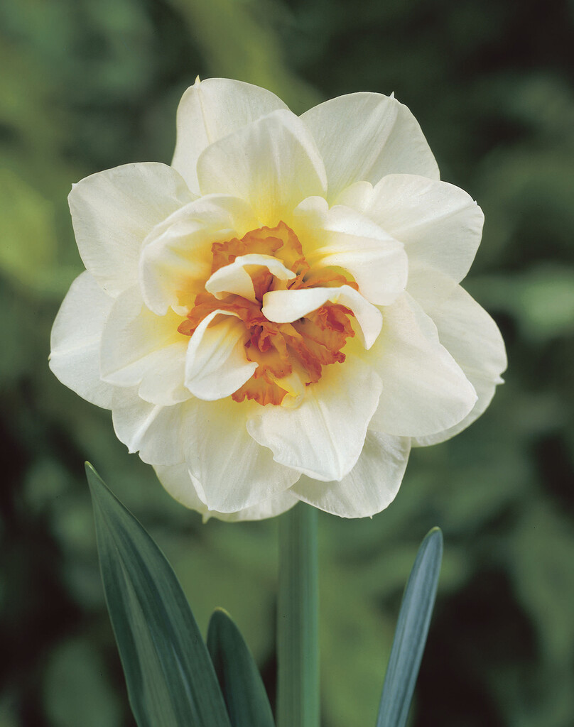 Narciss Flower Drift 14/16