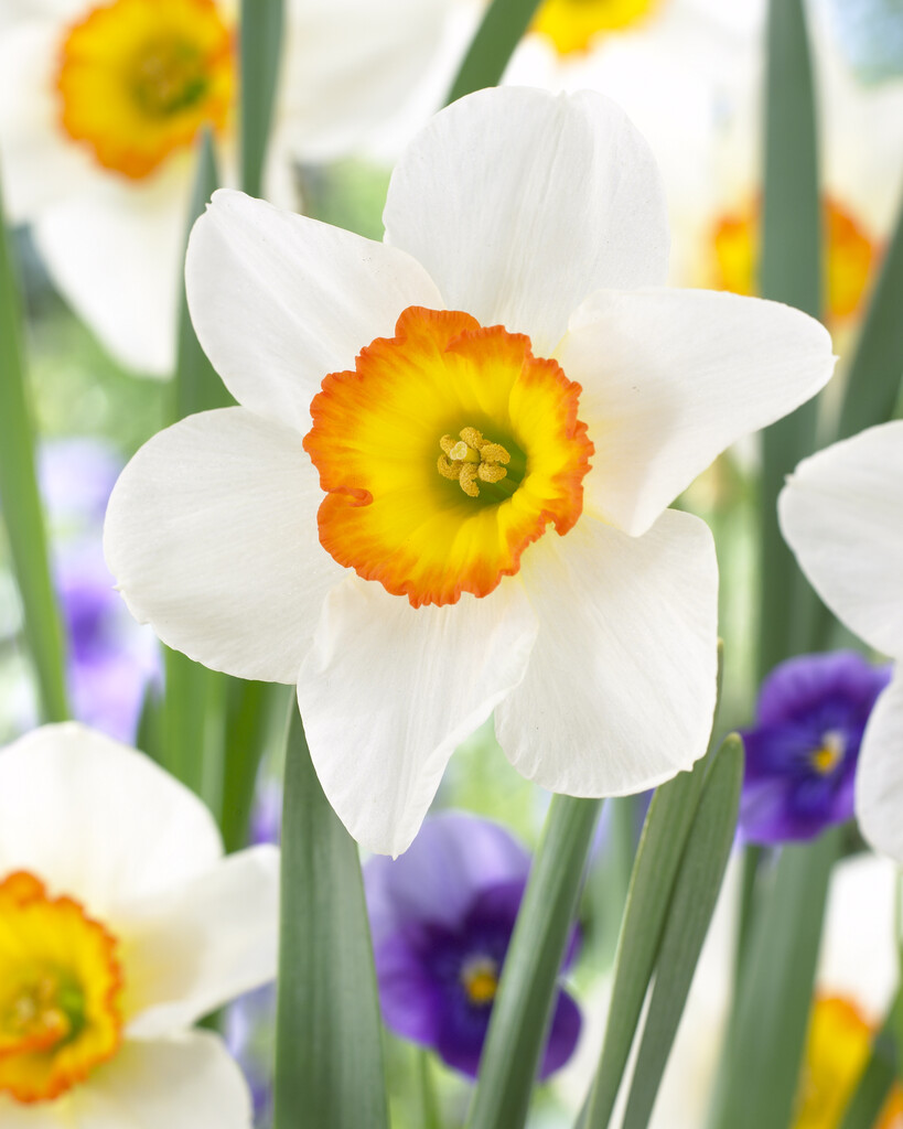 Narciss Flower Record 14/16