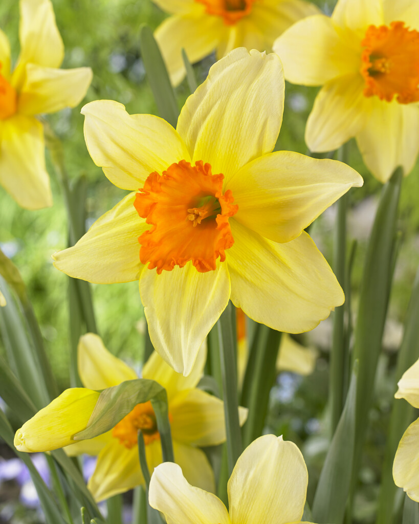 Narciss Fortissimo 14/16