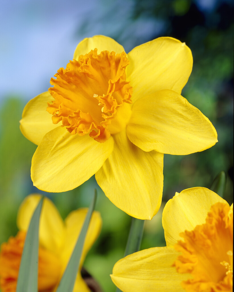 Narciss Fortune 14/16