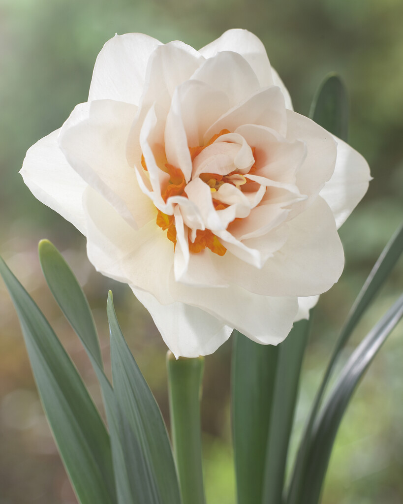 Narciss Gay Kybo 14/16