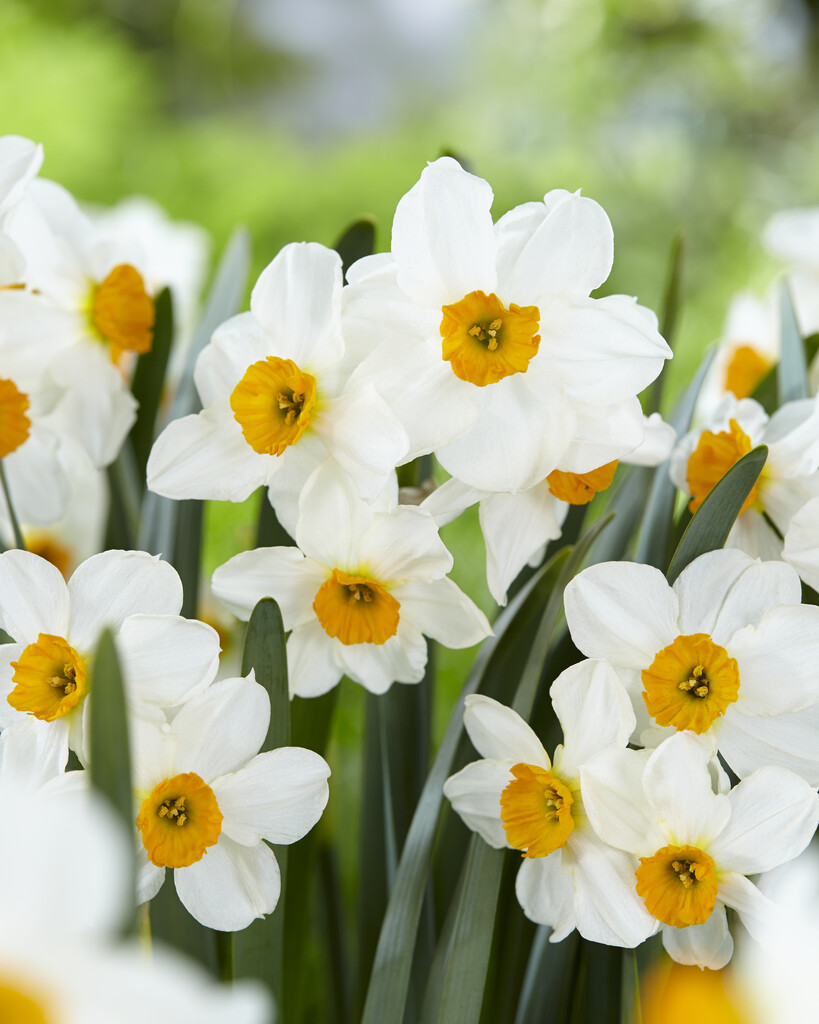 Narciss Geranium 14/16