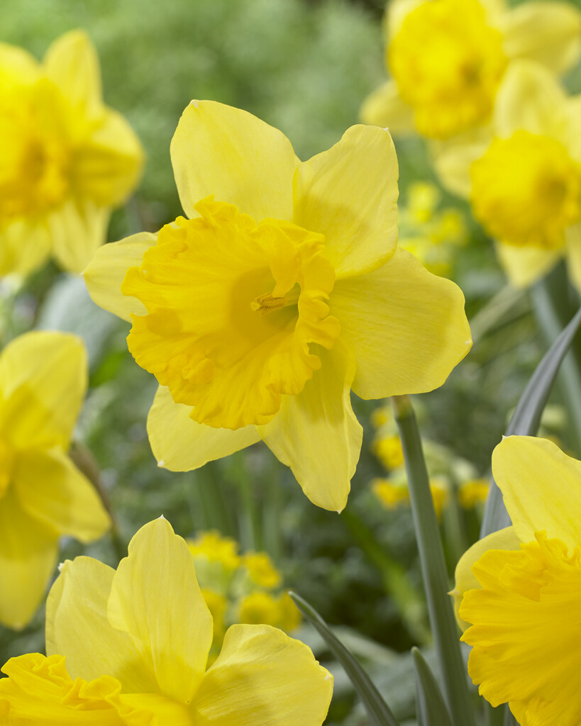 Narciss Gigantic Star 14/16