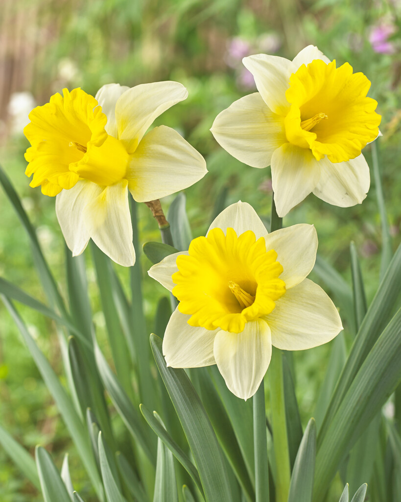 Narciss Goblet 14/16