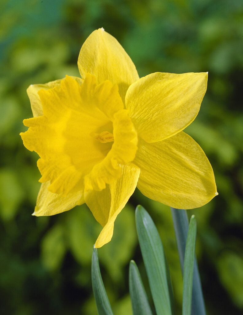 Narciss Golden Harvest 14/16