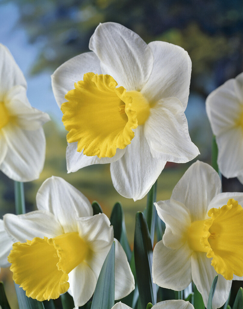 Narciss Holland Sensation 14/16