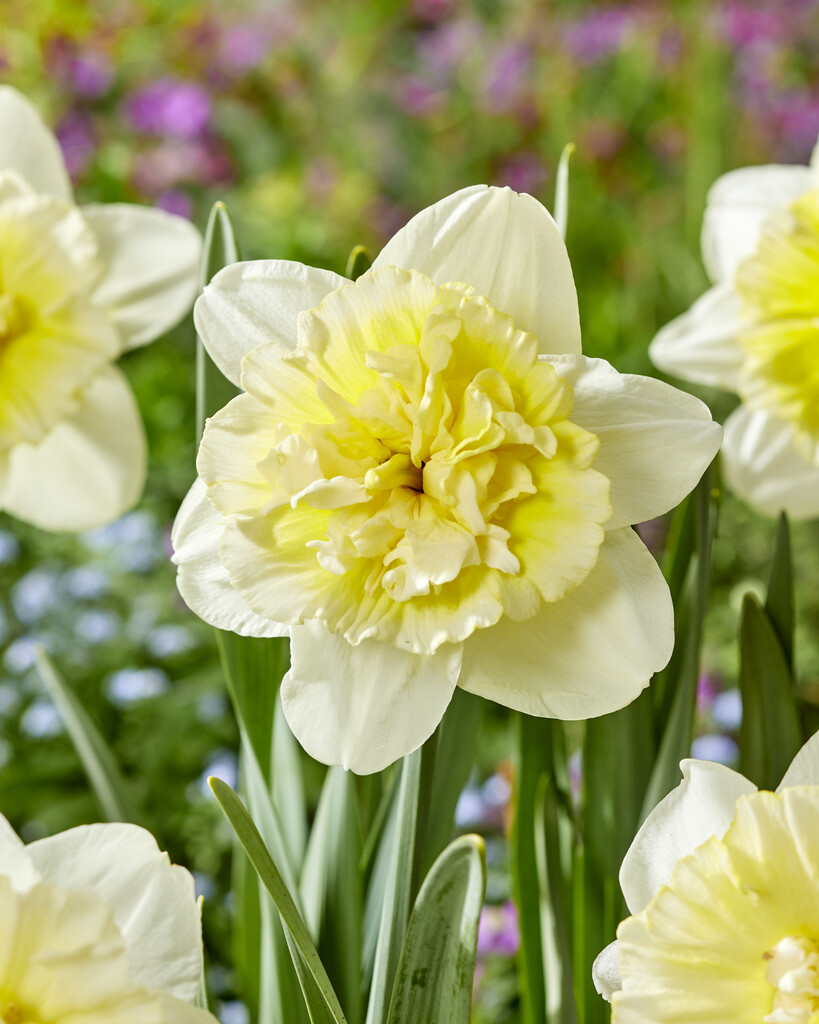 Narciss Ice King 14/16