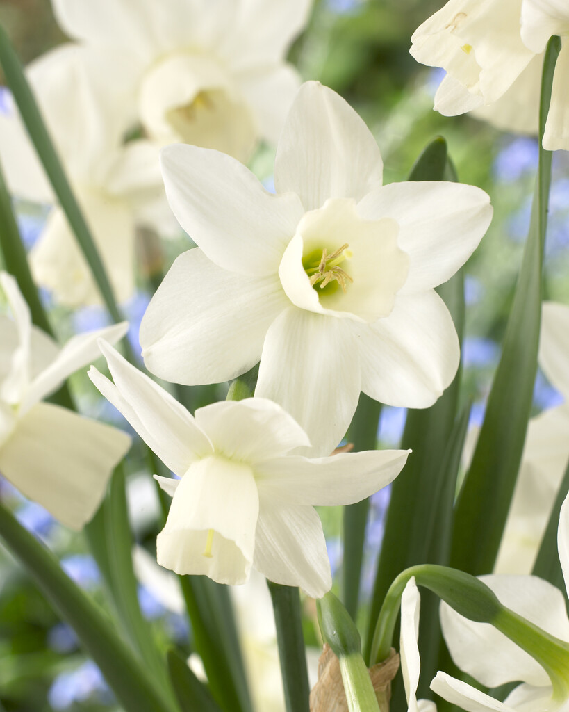 Narciss Ice Wings 12/14