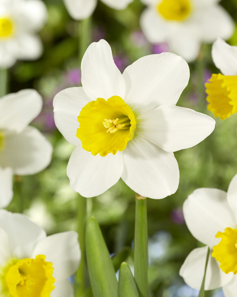 Narciss Jack Snipe 12/14