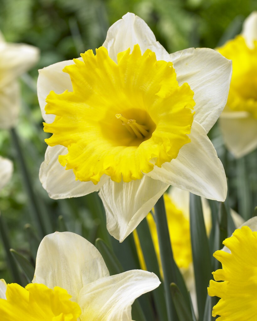 Narciss Las Vegas 14/16