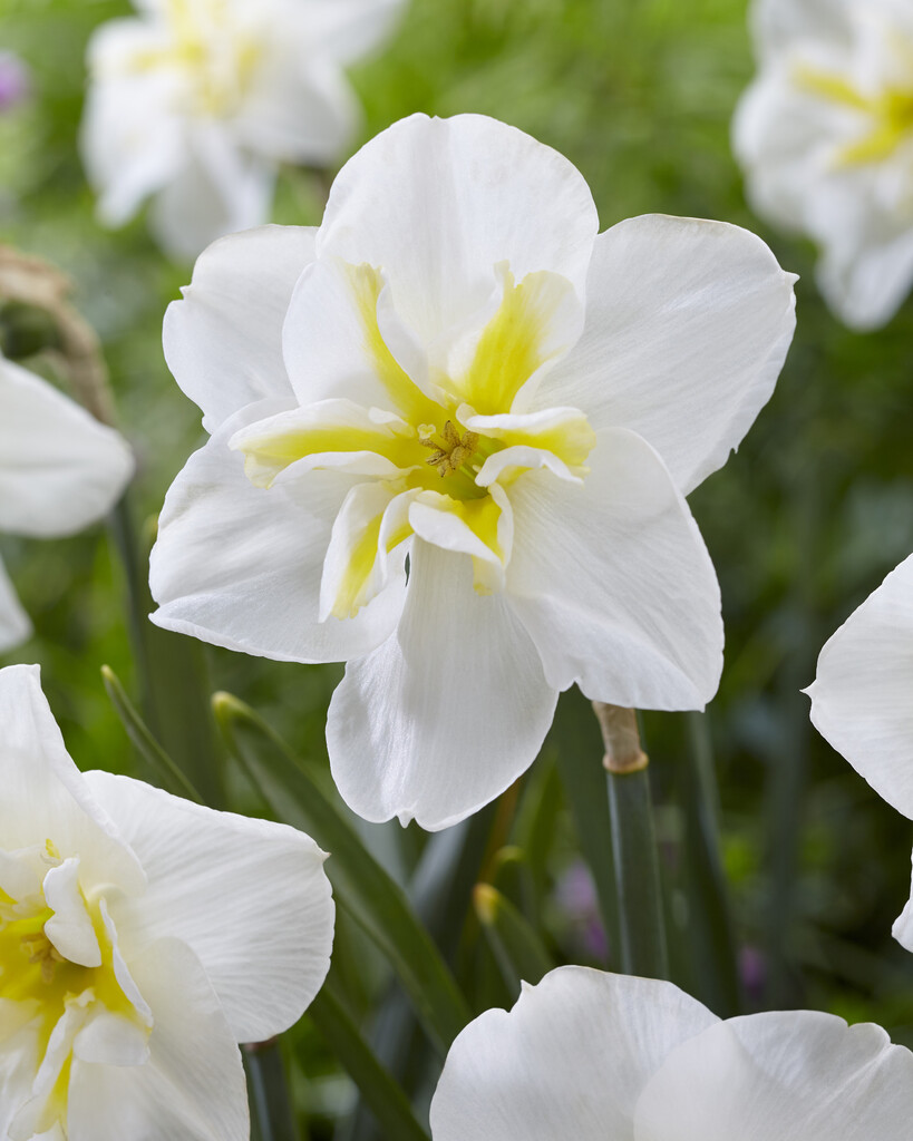 Narciss Lemon Beauty 14/16