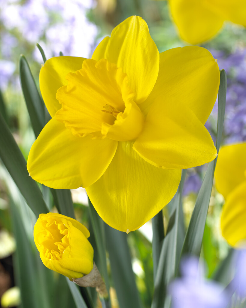 Narciss Lucky Number 14/16