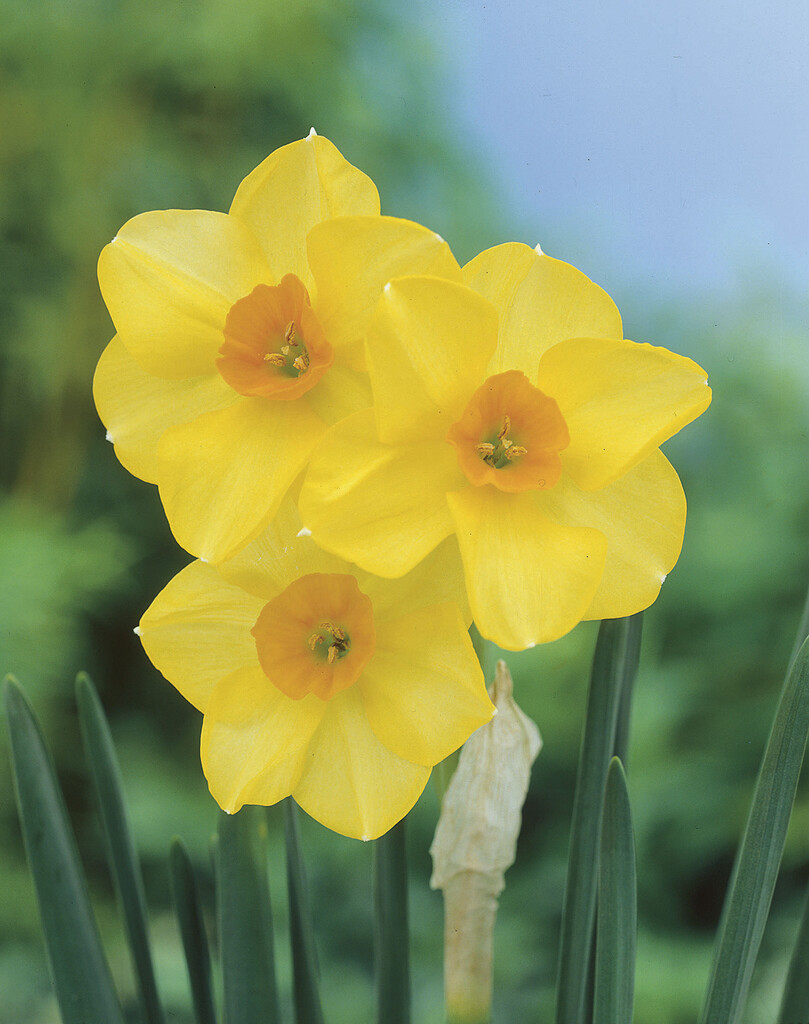 Narciss Martinette 14/16