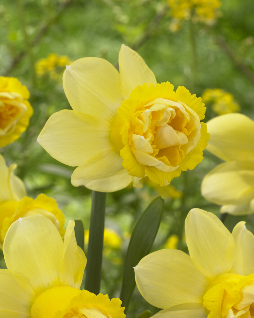 Narciss Milena 14/16