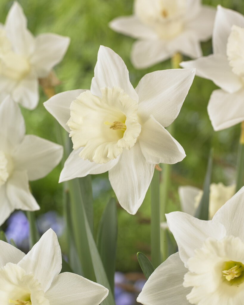 Narciss Mount Hood 14/16