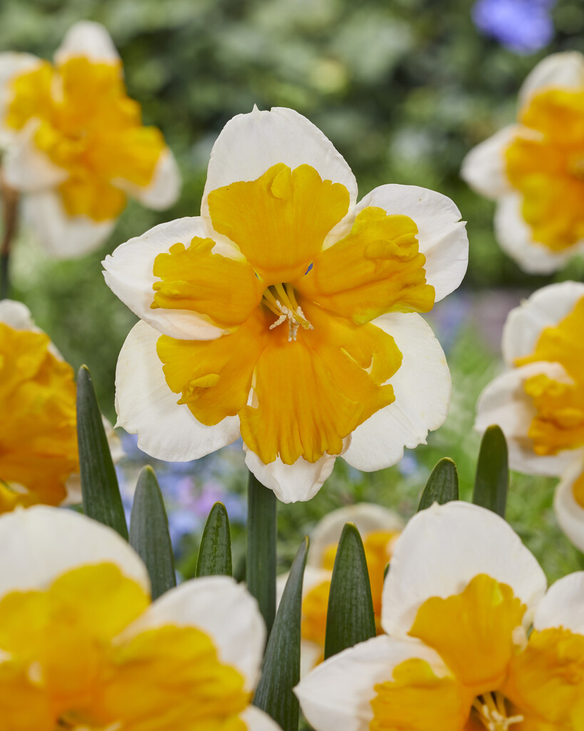 Narciss Orangery 14/16