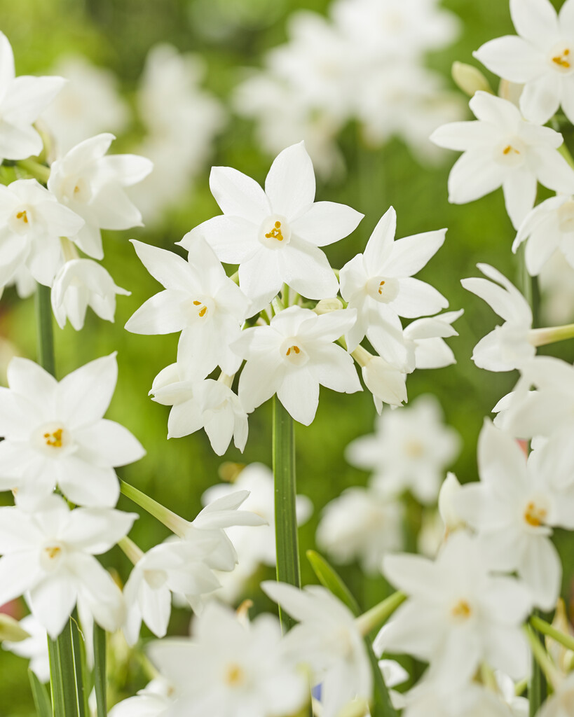 Narciss Paperwhite Ziva 16/18