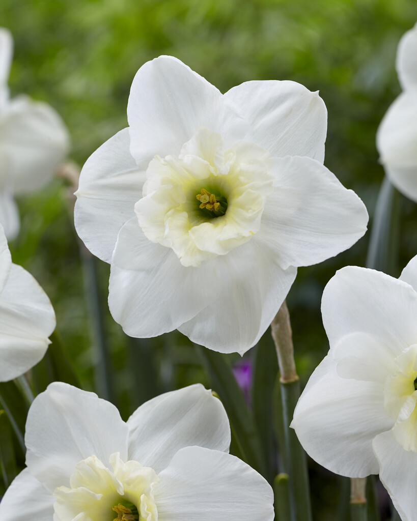 Narciss Papillion Blanc 14/16