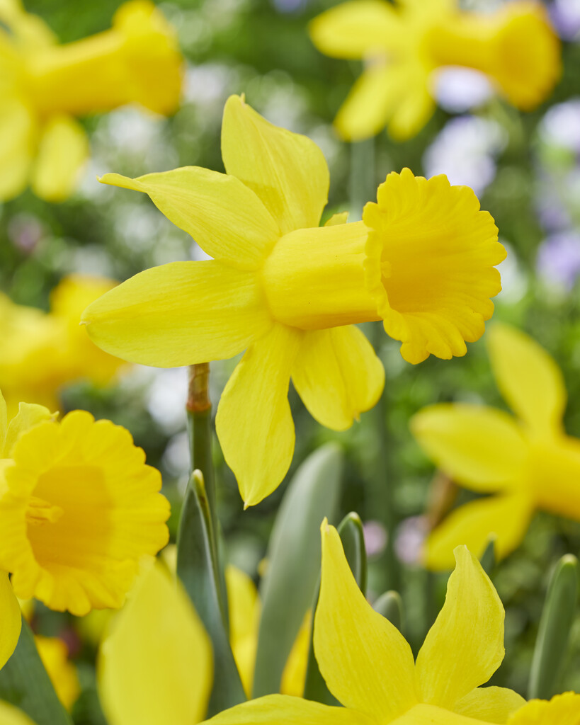 Narciss Peeping Tom 12/14