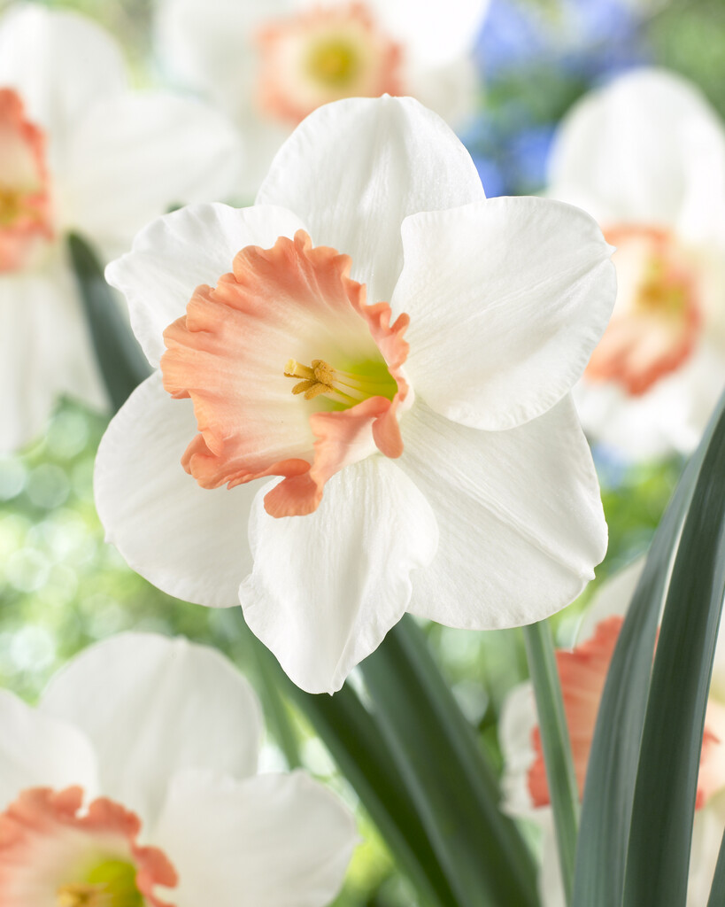 Narciss Pink Charm 14/16