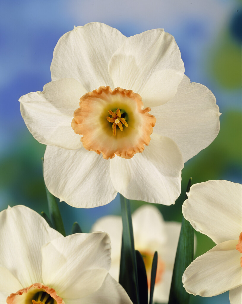 Narciss Pink Pride 14/16