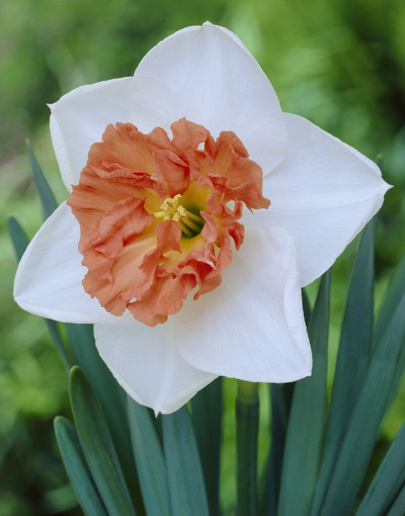 Narciss Precocious 14/16