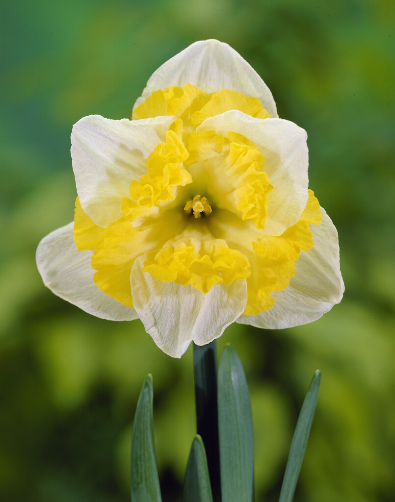 Narciss Printal 14/16