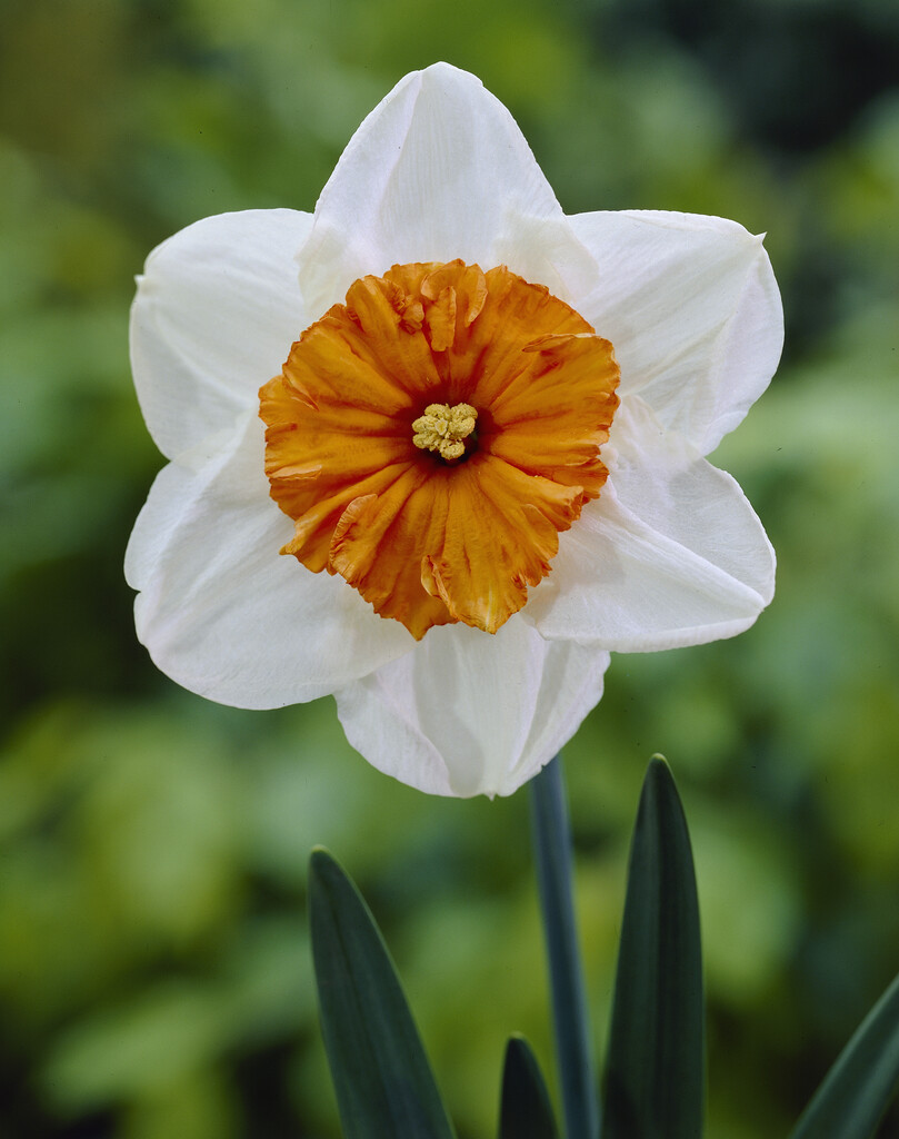 Narciss Prof. Einstein 12/14