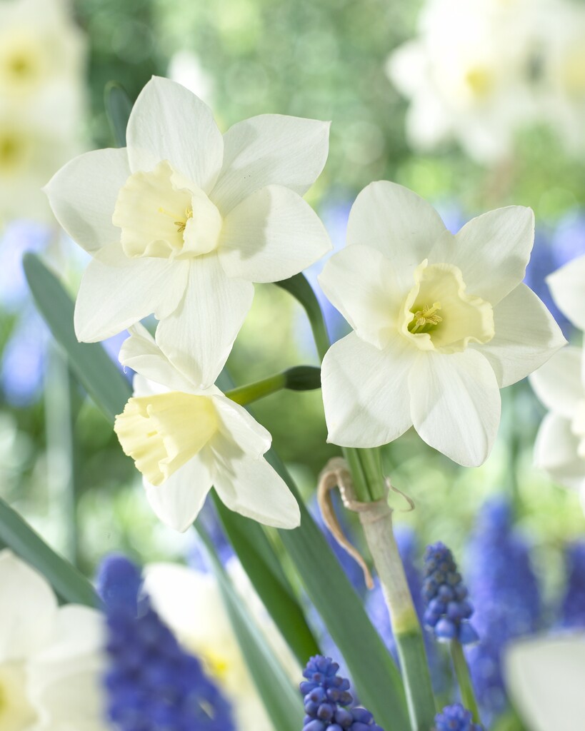 Narciss Pueblo 12/14