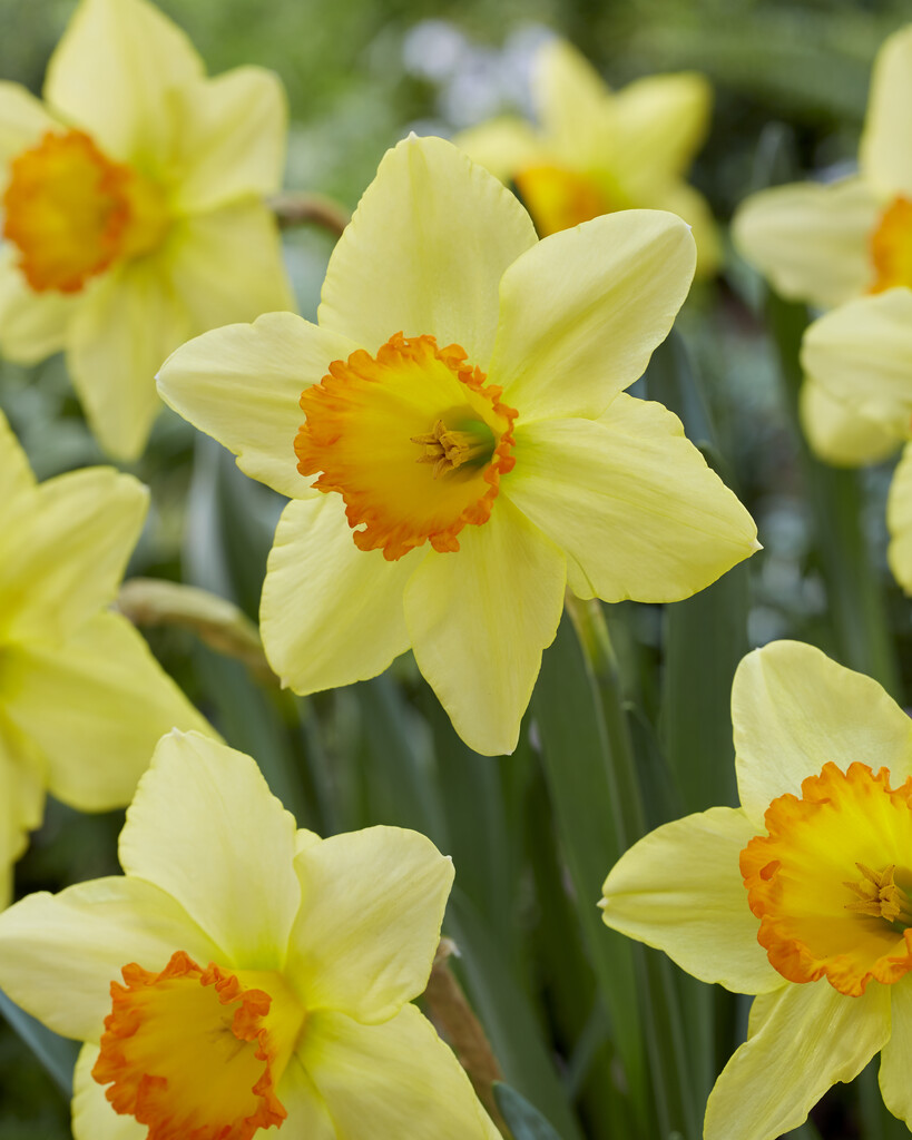 Narciss Red Devon 14/16