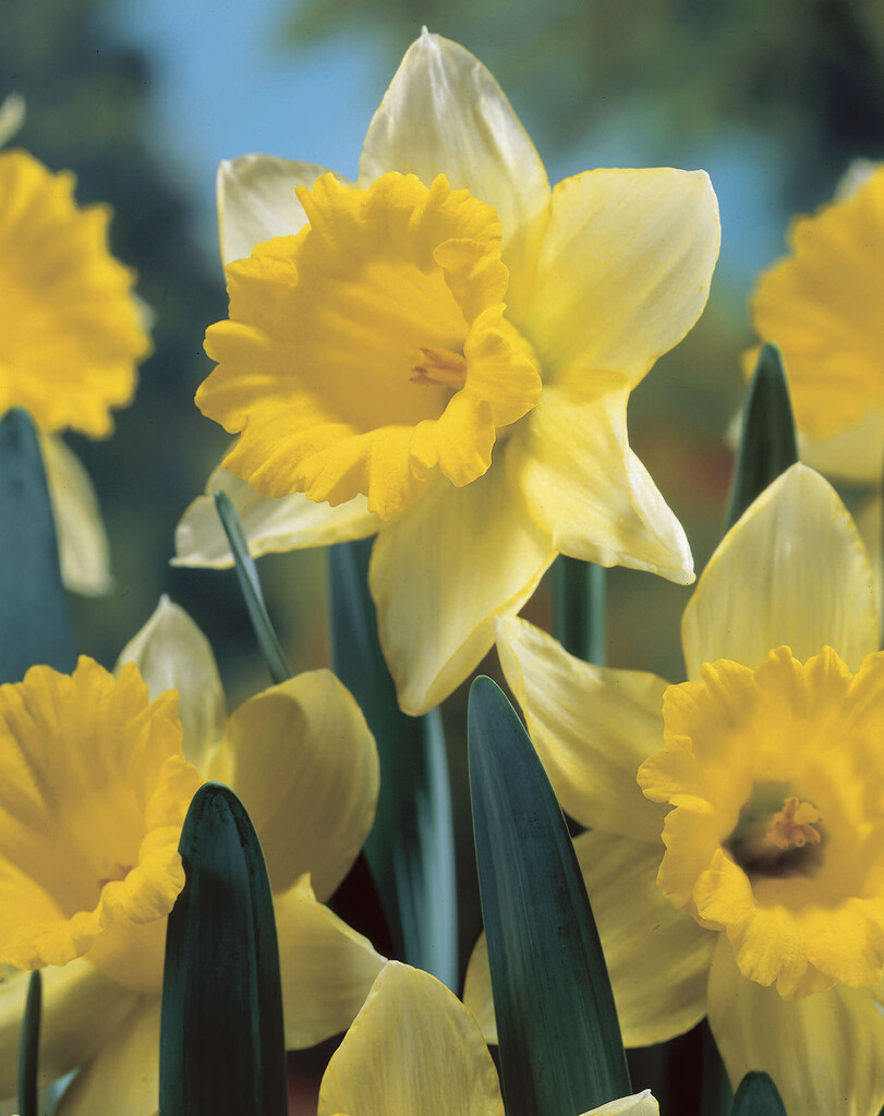 Narciss Rijnvelds Early Sensation 14/16