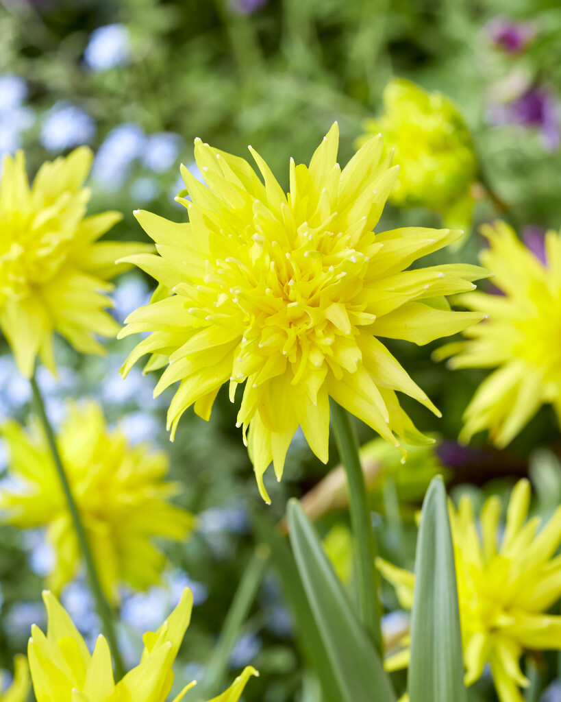 Narciss Rip Van Winkle 10/12