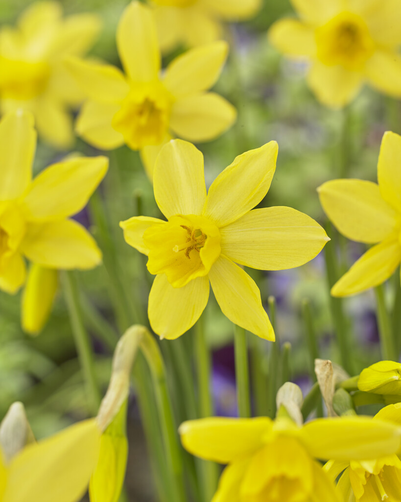 Narciss Sailboat 10/12