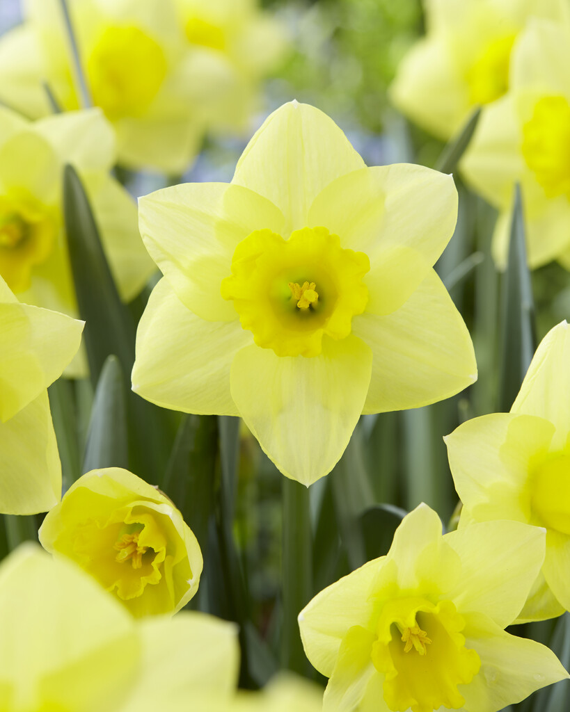 Narciss Salome 14/16