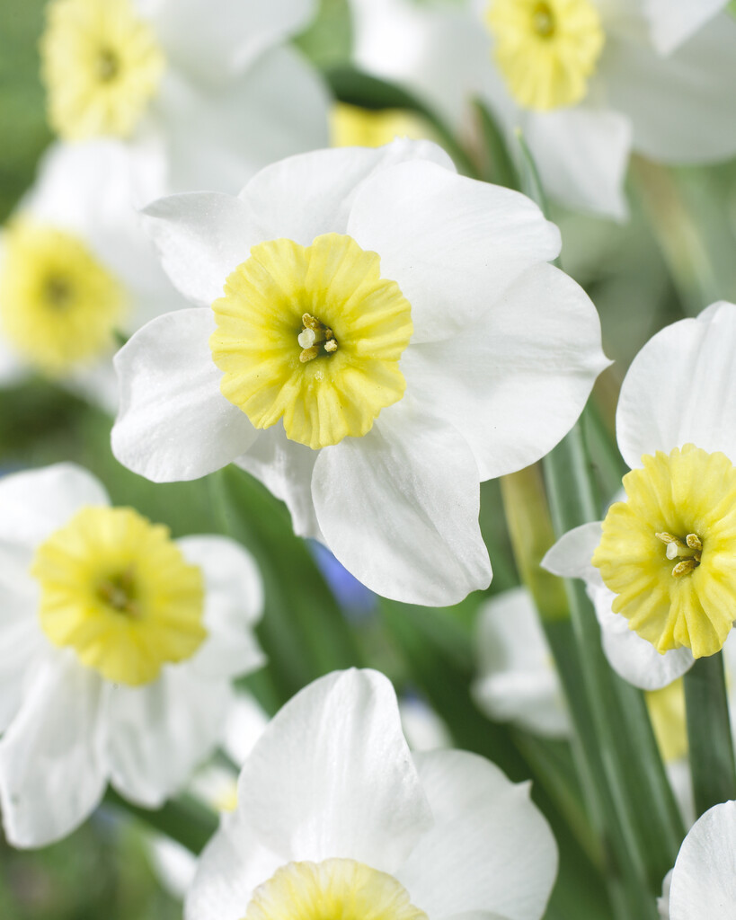 Narciss Segovia 12/14