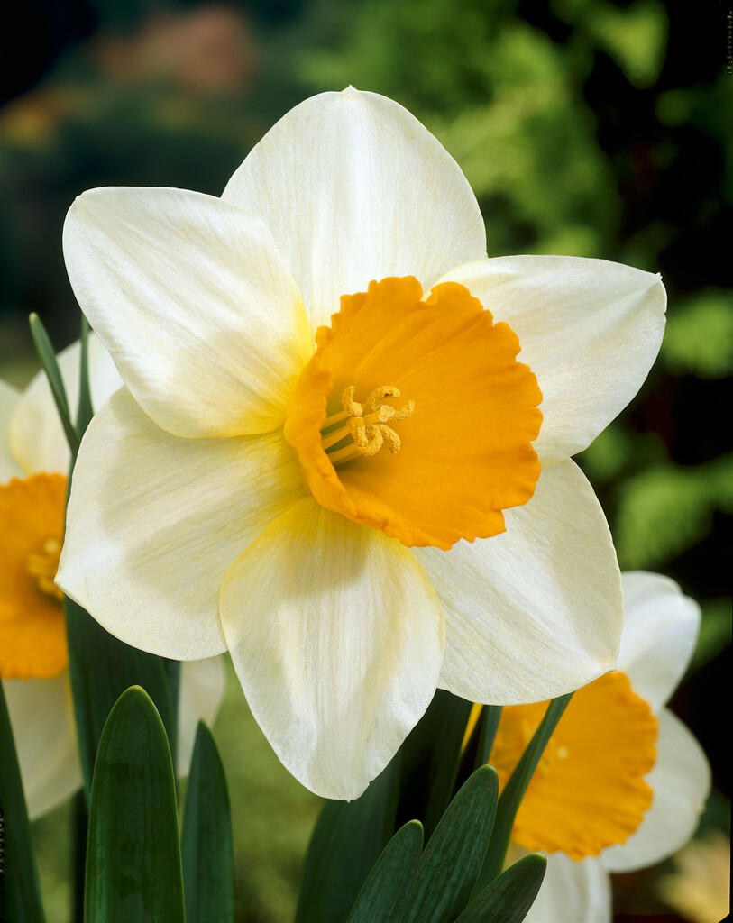 Narciss Sempre Avanti 14/16