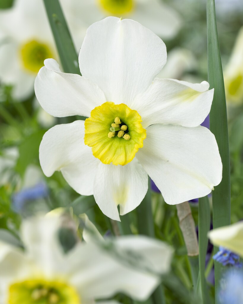 Narciss Sinopel 12/14