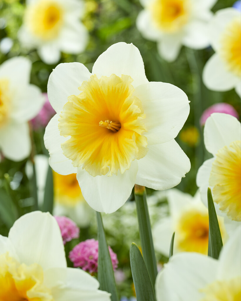 Narciss Slim Whiteman 14/16